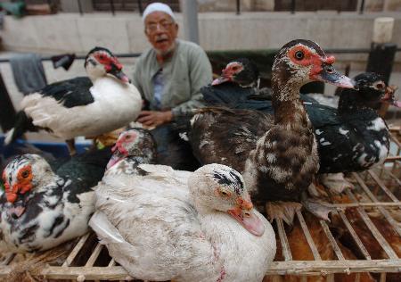 美国首次在猪体内检测到H5N1禽流感病毒