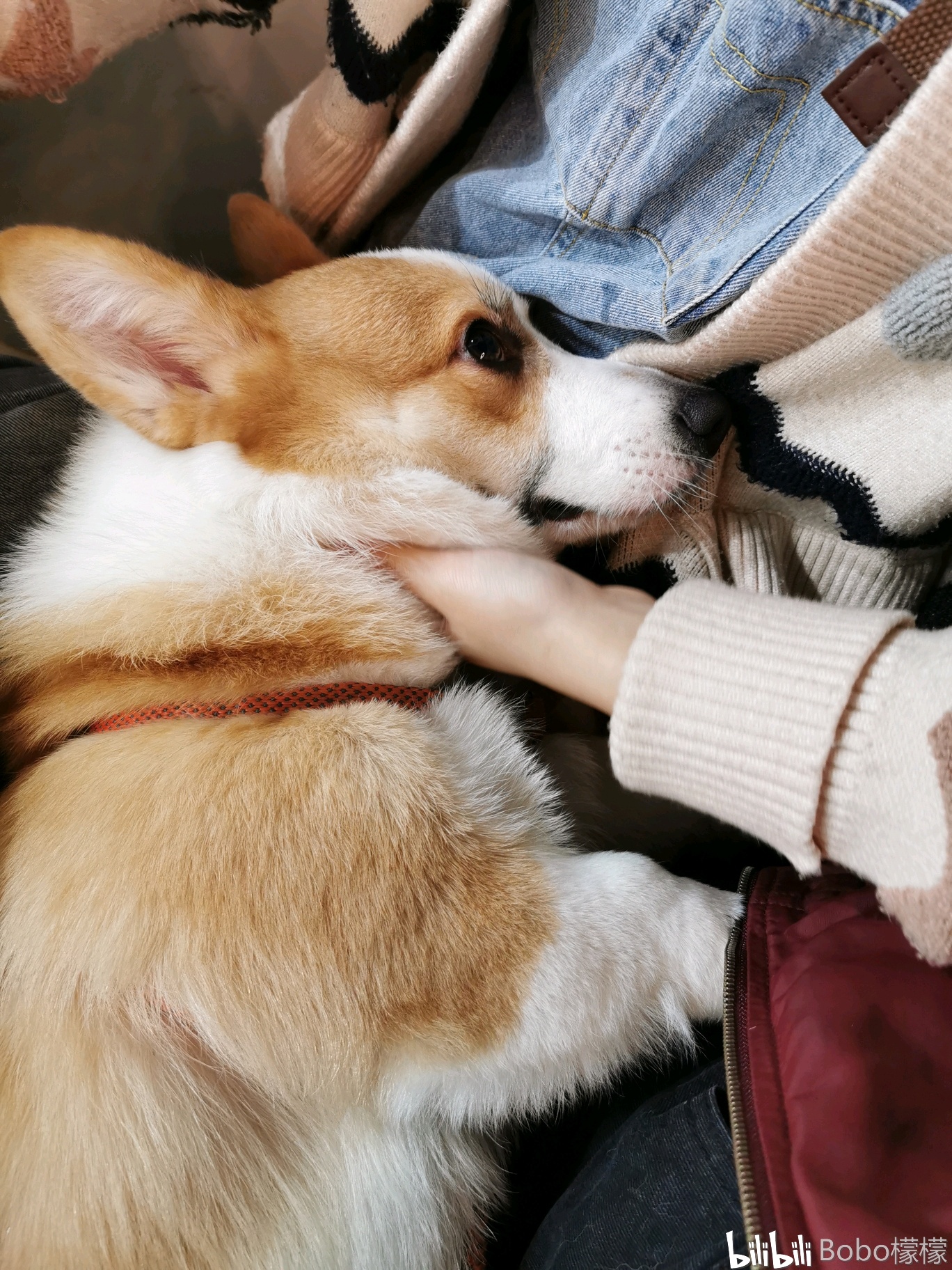 主动和陌生人贴贴的小柯基,与陌生人亲昵的小柯基主动贴贴