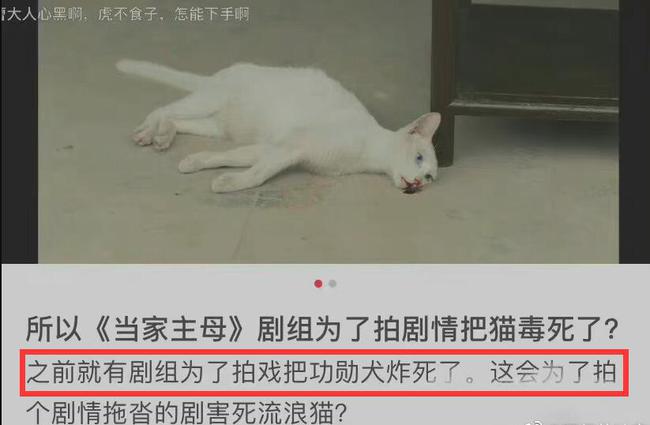 最新虐猫,近期引发争议的残酷虐猫事件。