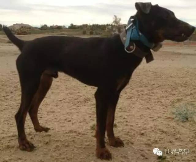 警惕！揭秘最新凉山小猎犬出售市场，了解背后的真实故事与探索购犬注意事项