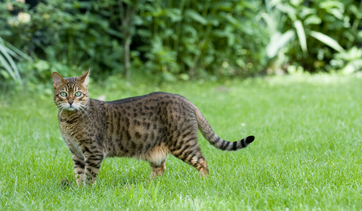 最新豹猫师傅狗出售,“新款豹猫犬只批发销售”