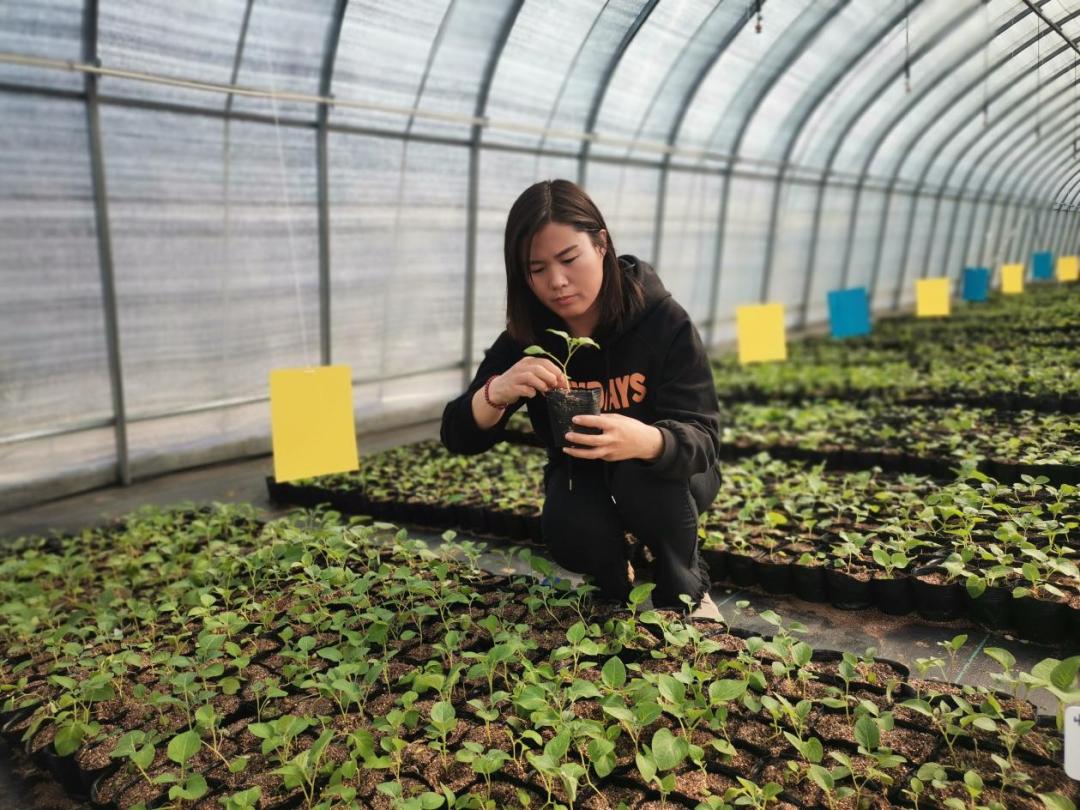 蒙草抗旱最新消息,“蒙草抗旱动态速递”