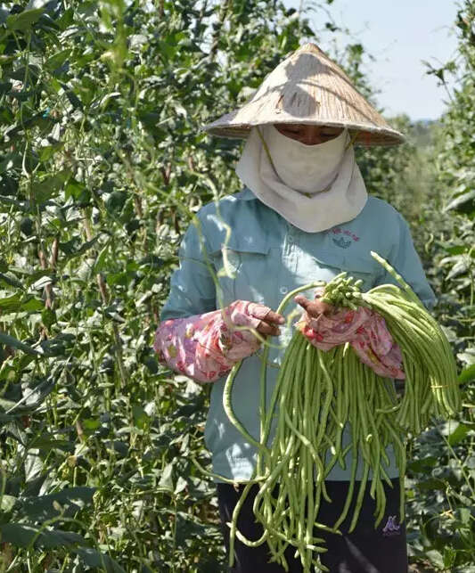 豆角价格最新消息,最新豆角行情动态