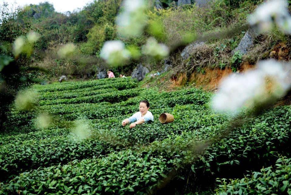 贵州沿河最新新闻,沿河资讯速递：贵州最新动态