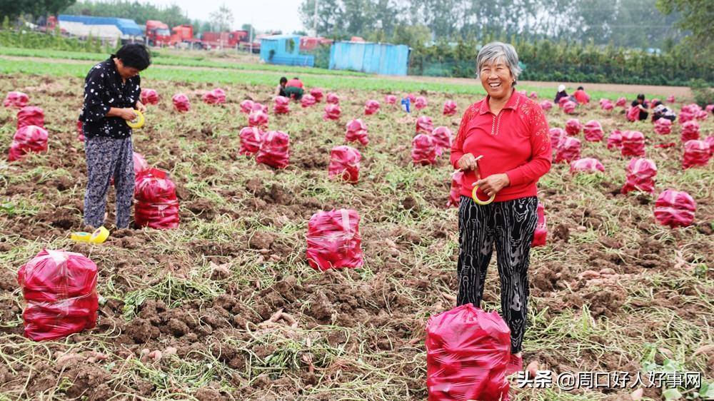 河南省红薯市场最新行情：价格动态一览